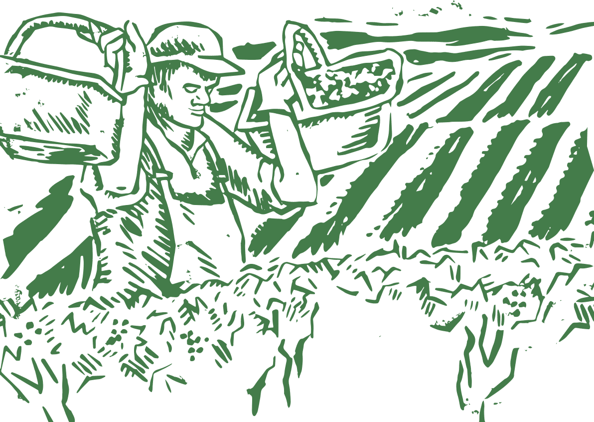 Champagne Joseph Perrier - Vigneron dessin